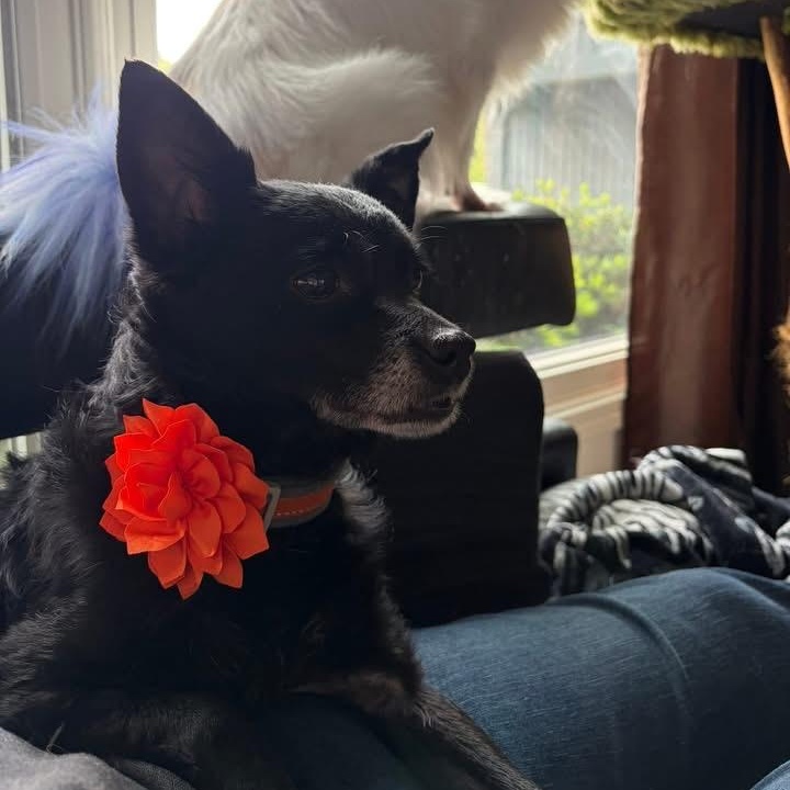 Enlarge Peppercornelia, a ADOPTABLE Schipperke in Des Moines, IA image 2/5