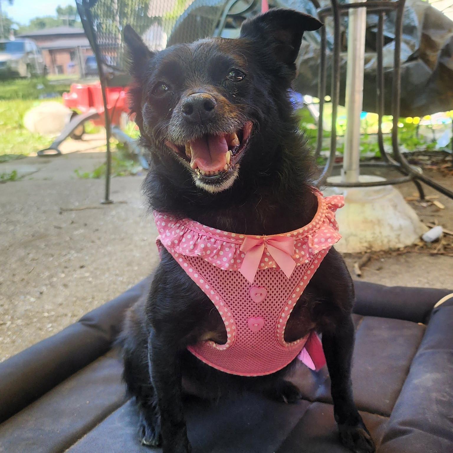 Enlarge Peppercornelia, a ADOPTABLE Schipperke in Des Moines, IA image 4/5