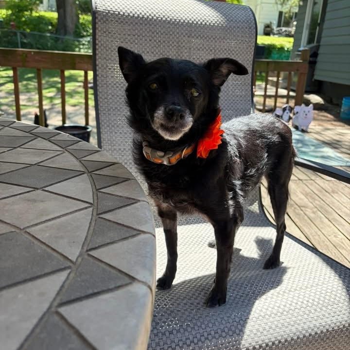 Peppercornelia, ADOPTABLE, Adult Female Schipperke.