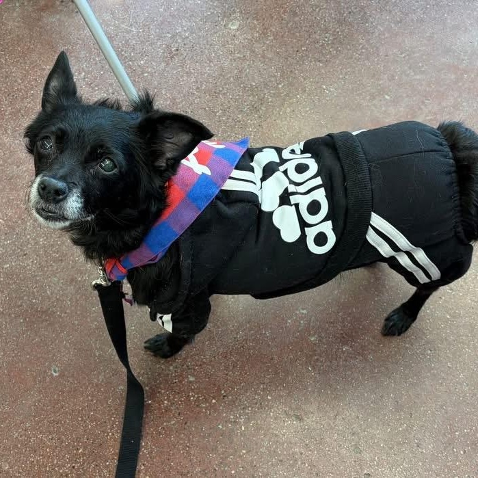 Enlarge Peppercornelia, a ADOPTABLE Schipperke in Des Moines, IA image 3/5