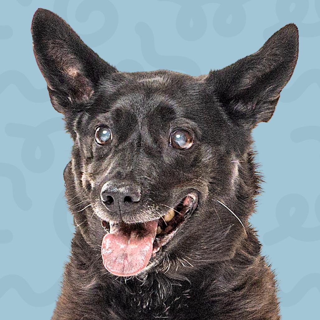 Reece, a Adoptable mixed breed in Reno, NV image 1/5