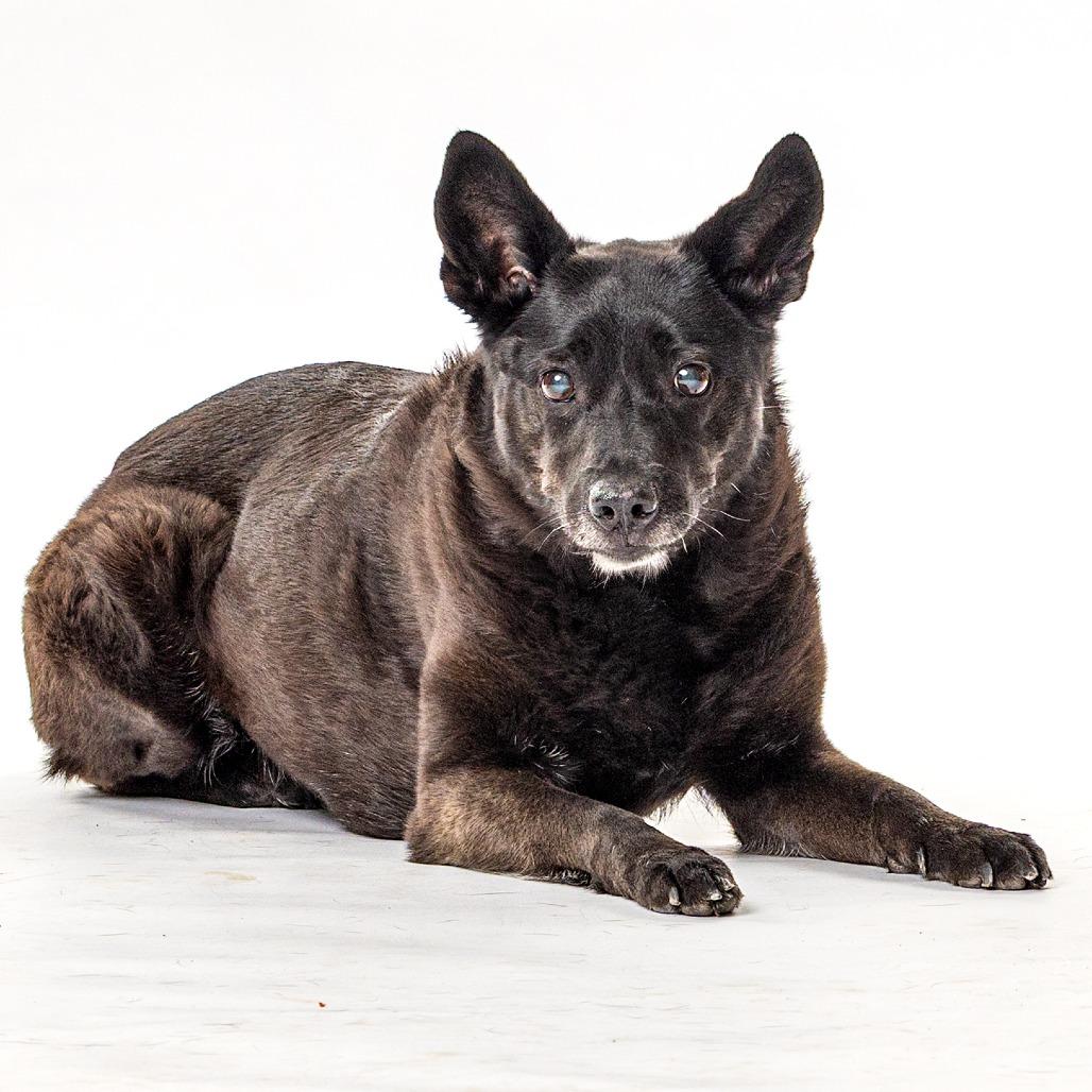Reece, a Adoptable mixed breed in Reno, NV image 2/5