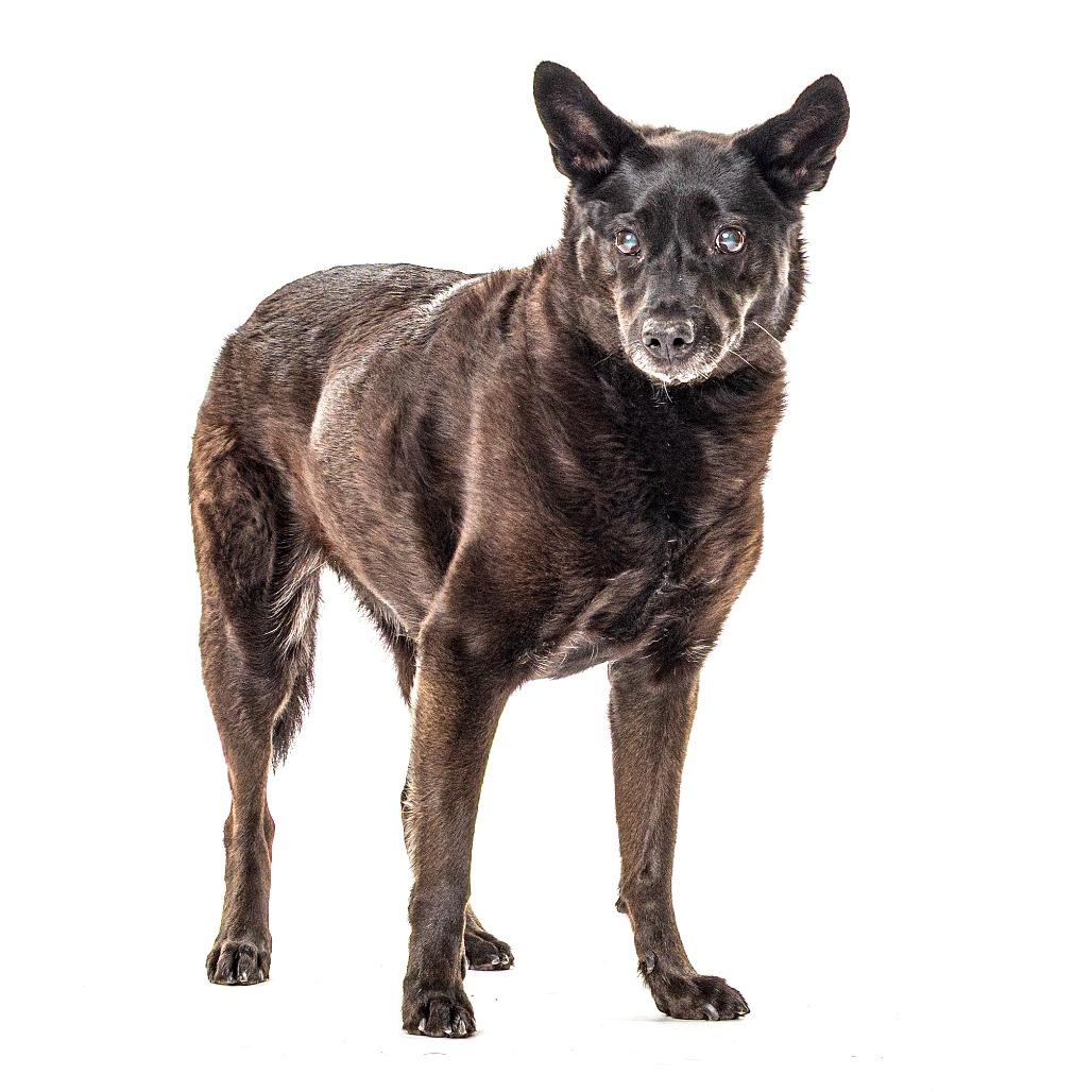 Reece, a Adoptable mixed breed in Reno, NV image 3/5