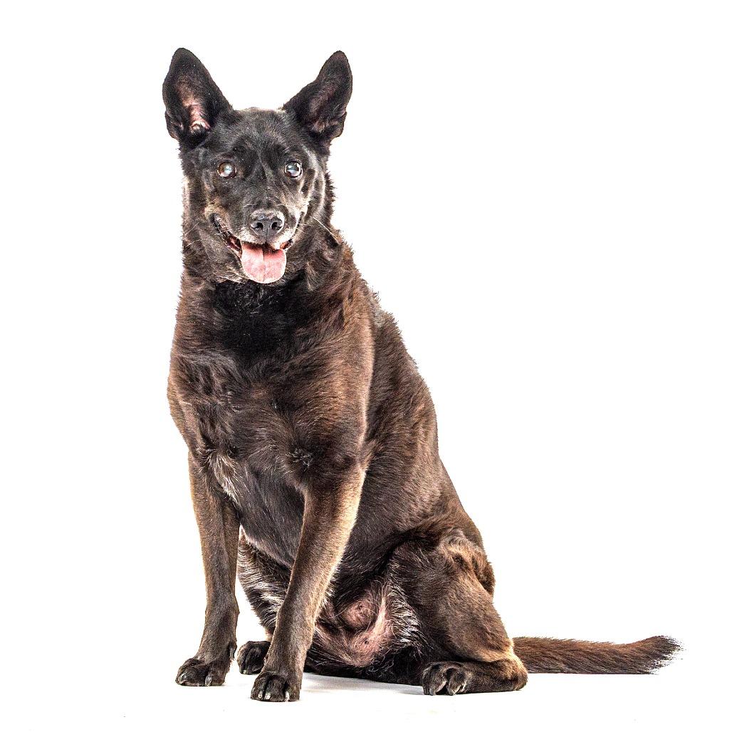 Reece, a Adoptable mixed breed in Reno, NV image 4/5