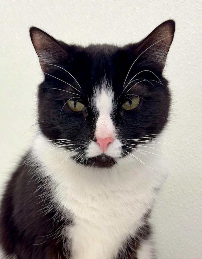 Enlarge Pooh, a Adoptable mixed breed in Cumberland, ME image 1/4