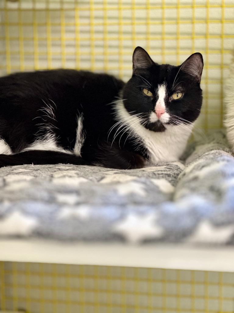 Enlarge Pooh, a Adoptable mixed breed in Cumberland, ME image 3/4