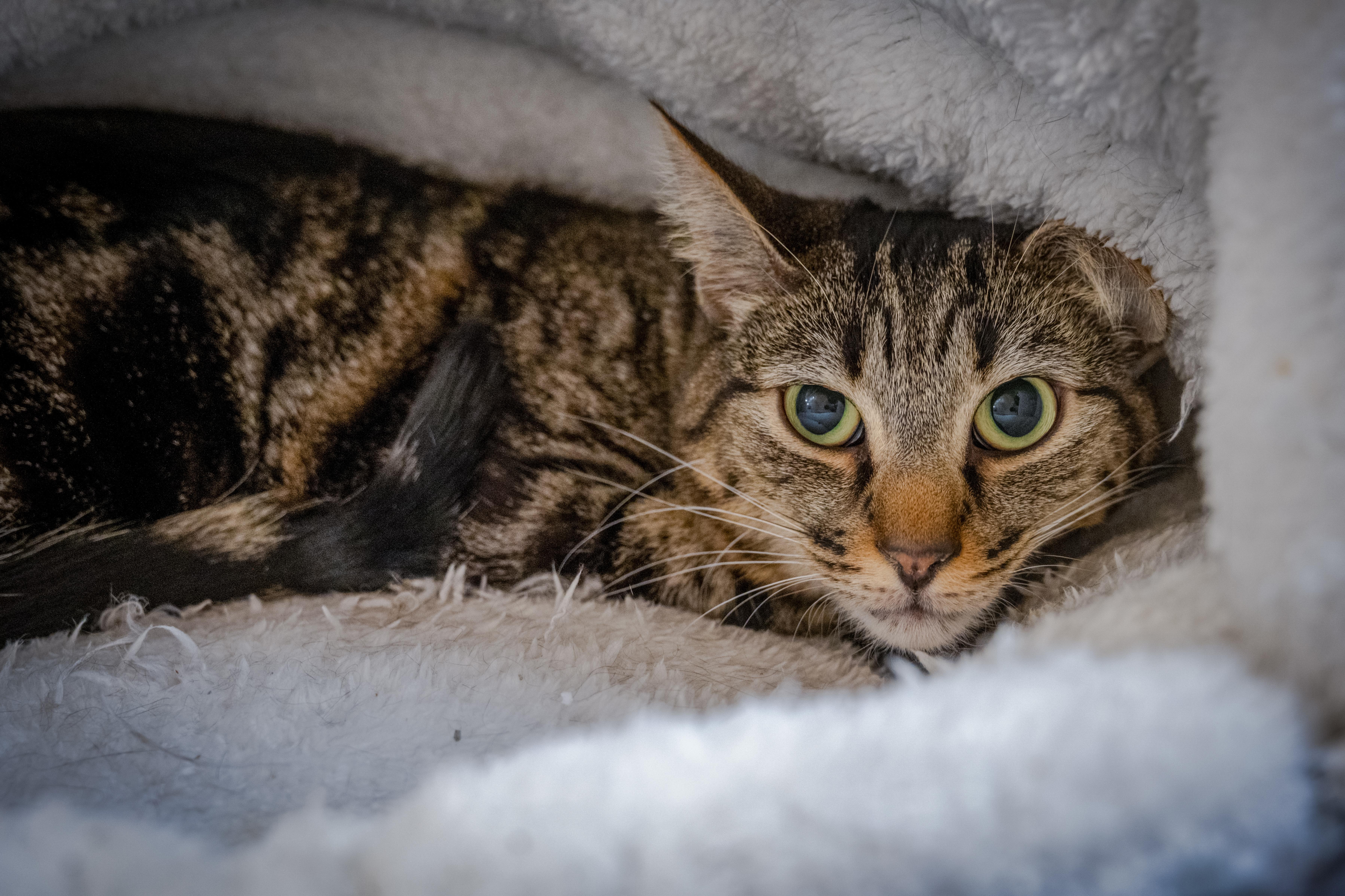 Andy (very shy. reduced fee.), Adoptable, Adult Male Domestic Short Hair.