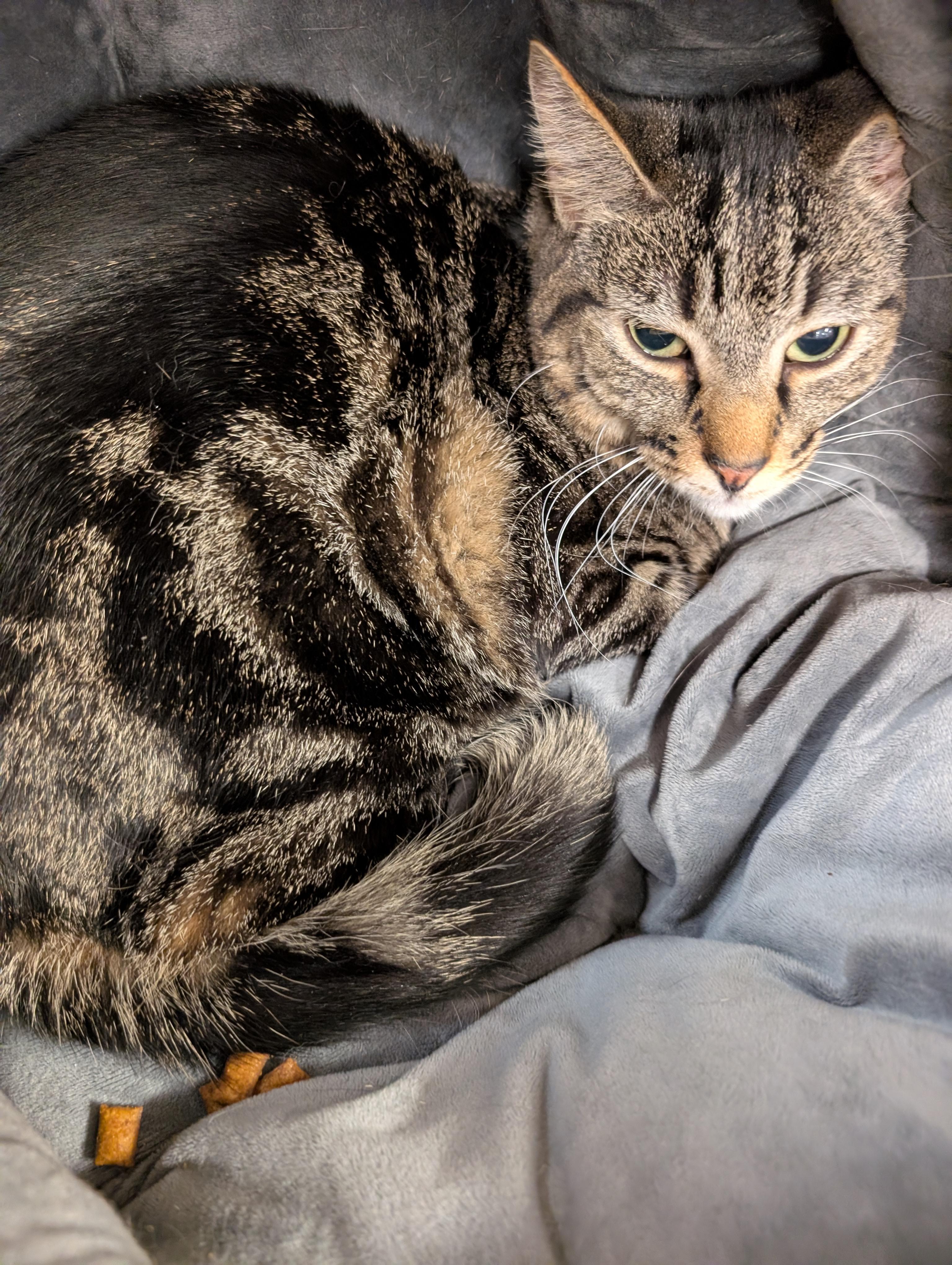 Andy (very shy. reduced fee.), a Adoptable Domestic Short Hair in HANSON, MA image 2/2