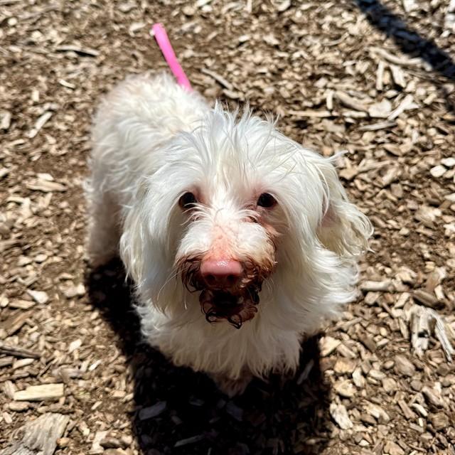 Enlarge PARIS, a Adoptable mixed breed in Leesburg, VA image 1/1