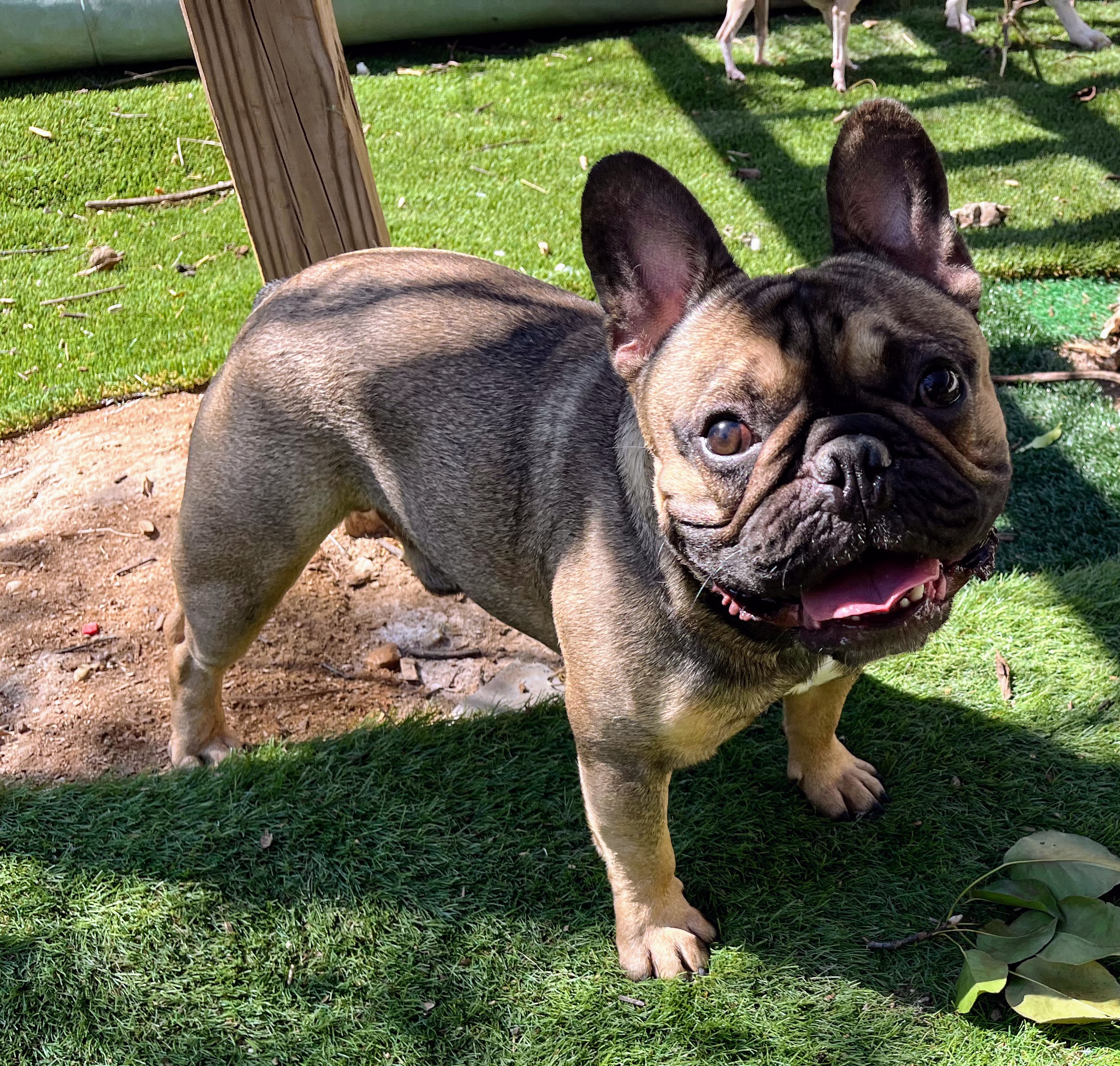 Dog for adoption Moose, a French Bulldog in Austin, TX Petfinder