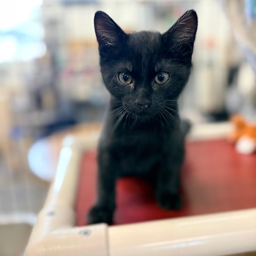 Paul, adopted, Young Male Domestic Short Hair.