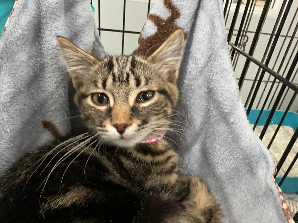 May, Adopted, Kitten Female Domestic Short Hair.