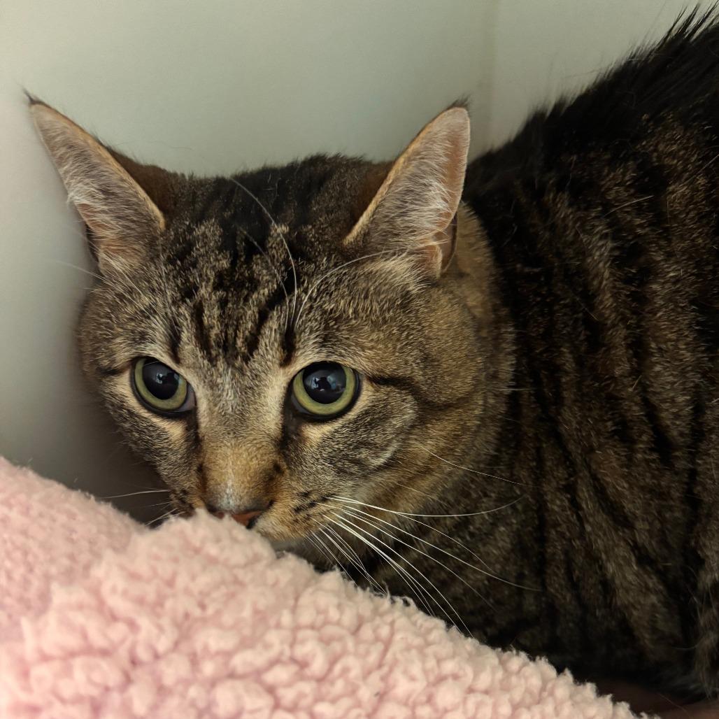 Ned, Adoptable, Senior Male Domestic Short Hair.