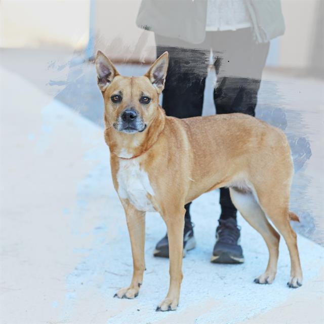 IRIS, Adoptable, Adult Female Black Mouth Cur & Boxer.