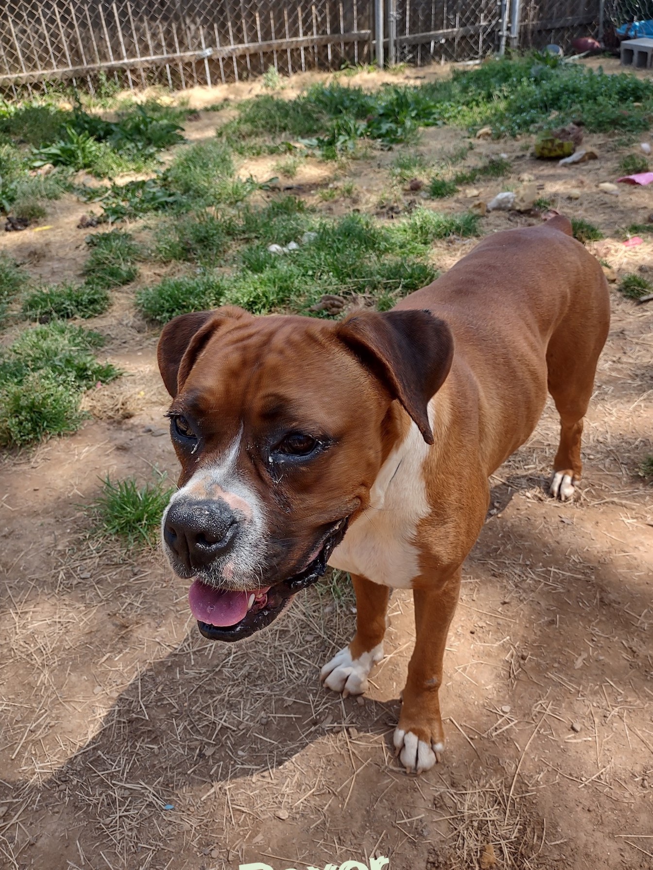 Princess, an adoptable Boxer in Wilmington, VT, 05363 | Photo Image 1