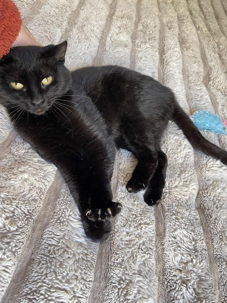 Almond, Adoptable, Young Female Domestic Short Hair.