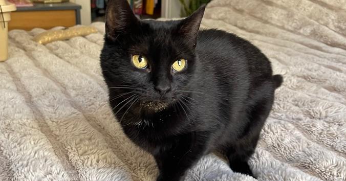 Enlarge Almond, a Adoptable mixed breed in Olyphant, PA image 2/3