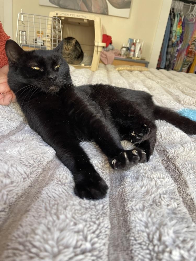 Enlarge Almond, a Adoptable mixed breed in Olyphant, PA image 3/3