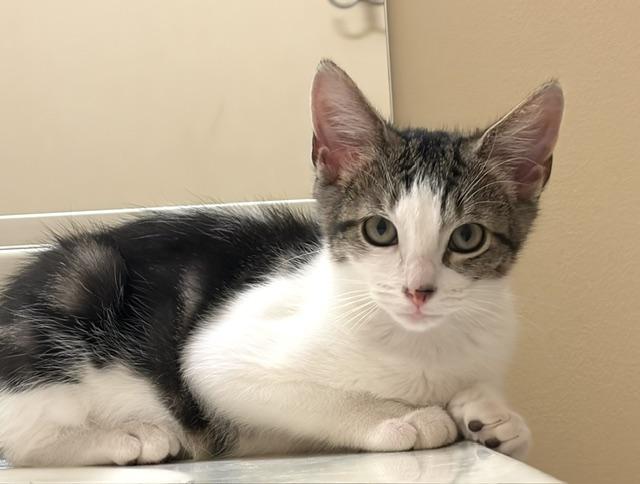 Gidget, a Adoptable Domestic Short Hair in Annapolis, MD image 3/4