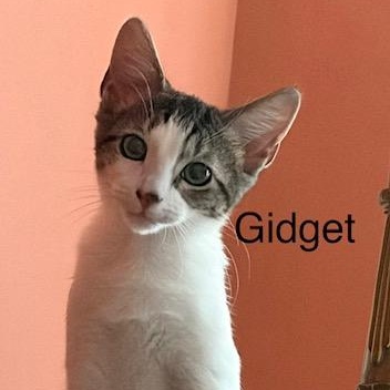 Gidget, Adoptable, Kitten Female Domestic Short Hair.
