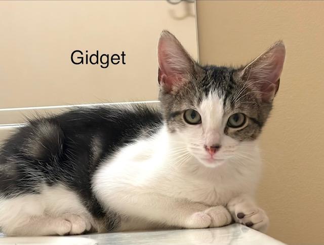 Gidget, a Adoptable Domestic Short Hair in Annapolis, MD image 4/4