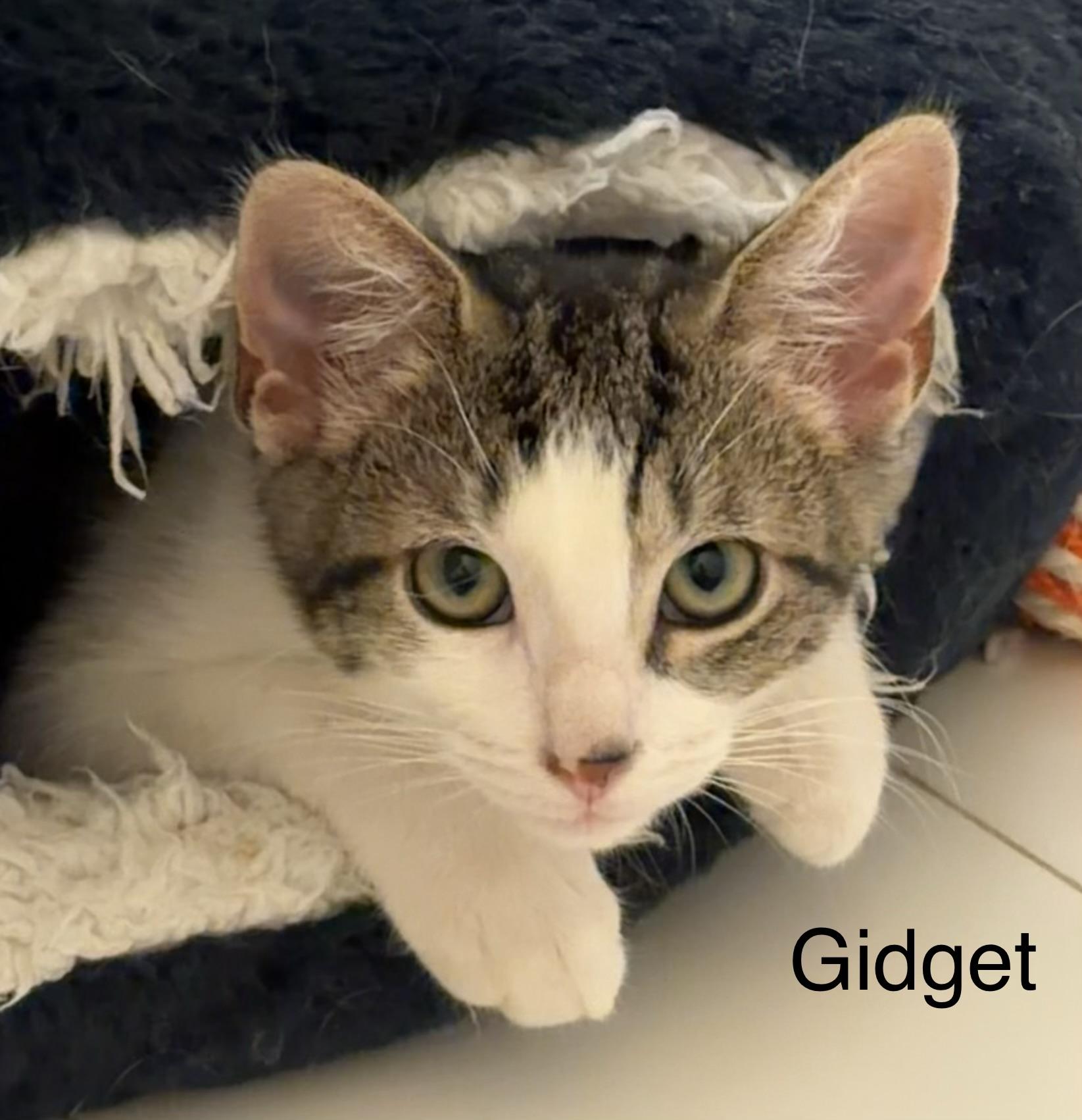 Gidget, Adoptable, Kitten Female Domestic Short Hair.