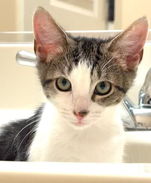 Gidget, a Adoptable Domestic Short Hair in Annapolis, MD image 2/4
