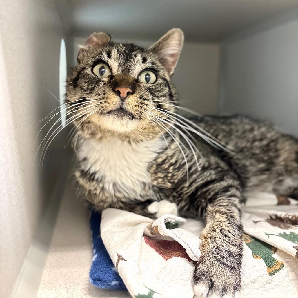 Enlarge Soot, a Adoptable Domestic Short Hair in Great Falls, MT image 1/2
