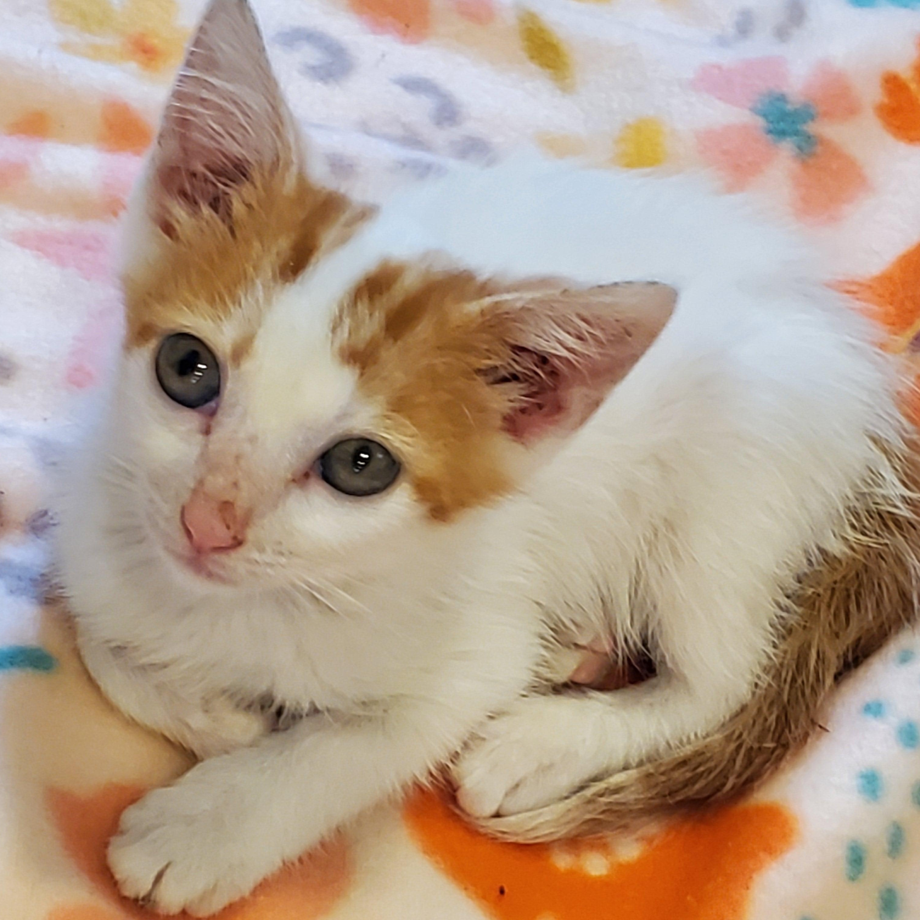 Biscuit