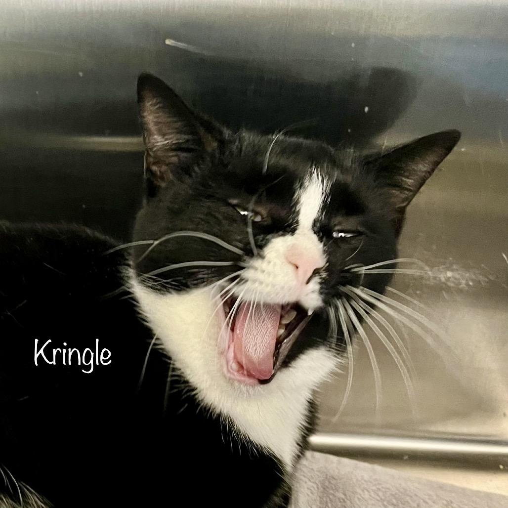 Kringle, Adoptable, Adult Female Domestic Short Hair & Domestic Short Hair.