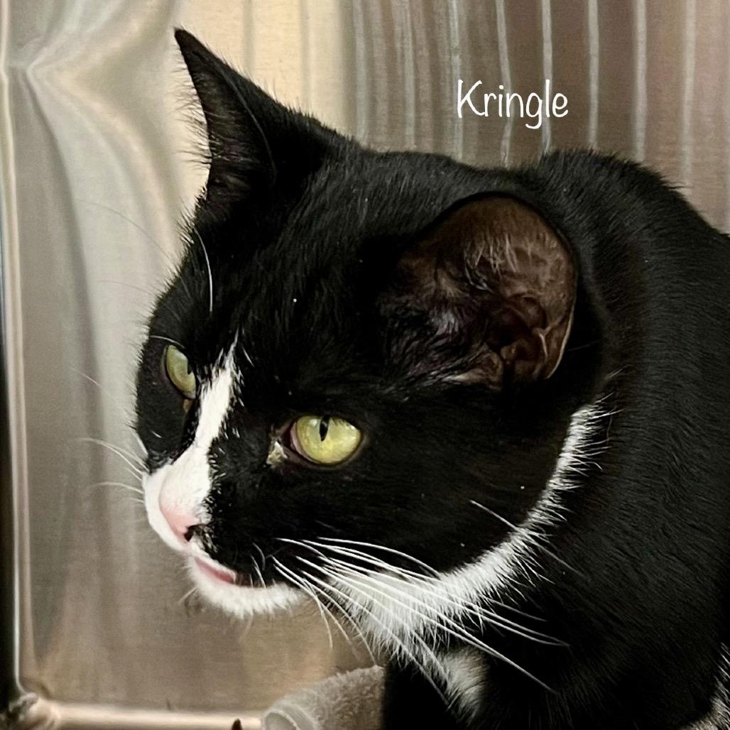 Enlarge Kringle, a Adoptable mixed breed in Madisonville, TN image 2/6