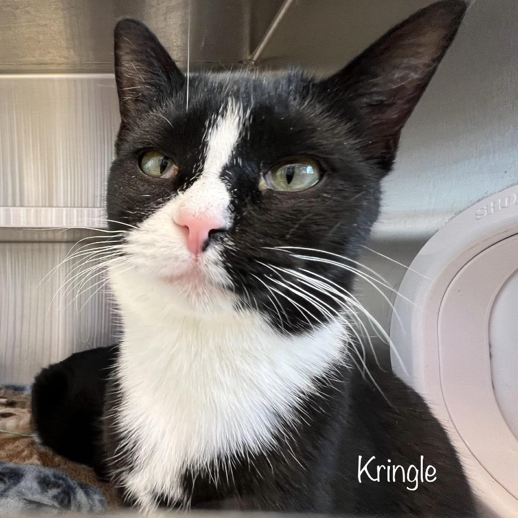 Enlarge Kringle, a Adoptable mixed breed in Madisonville, TN image 3/6