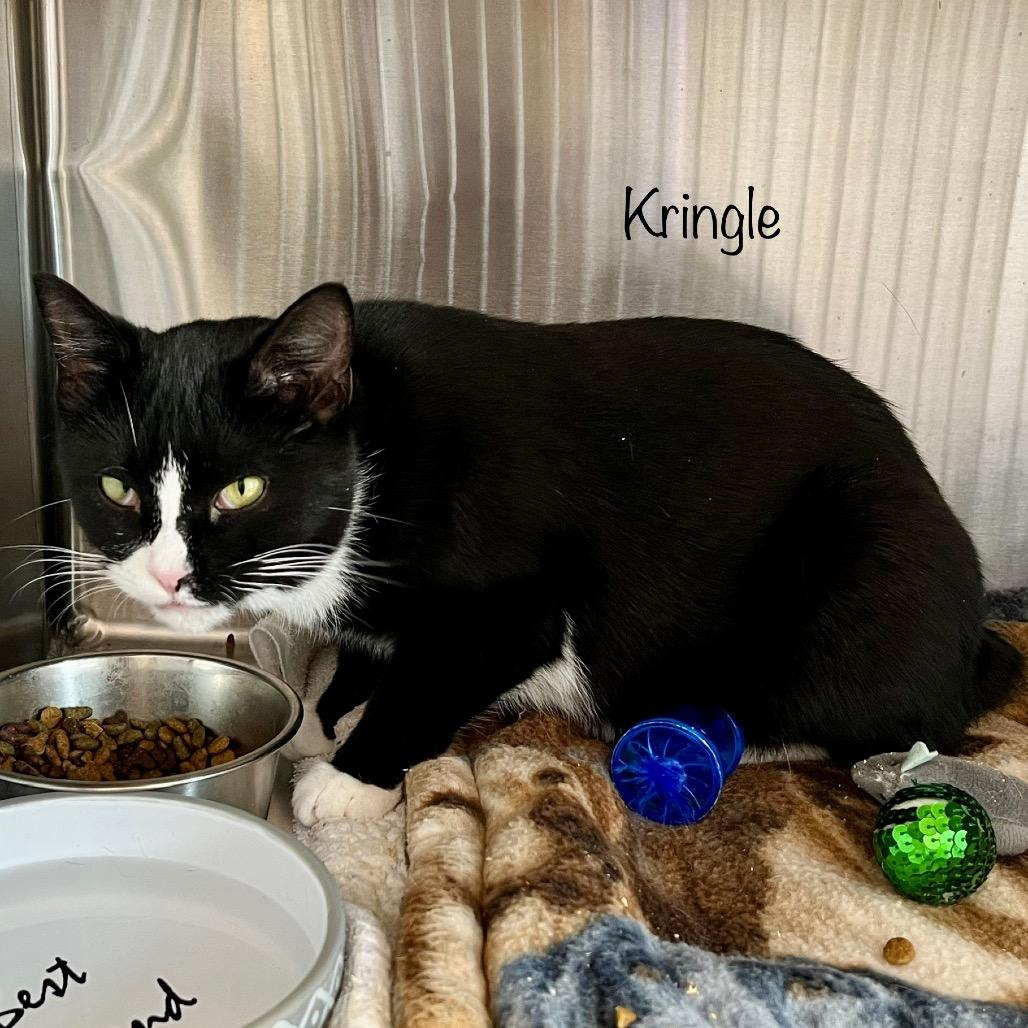 Enlarge Kringle, a Adoptable mixed breed in Madisonville, TN image 4/6