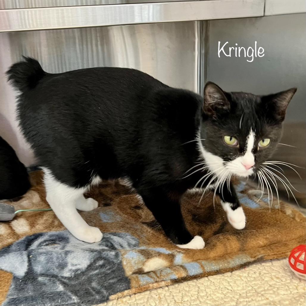 Enlarge Kringle, a Adoptable mixed breed in Madisonville, TN image 5/6