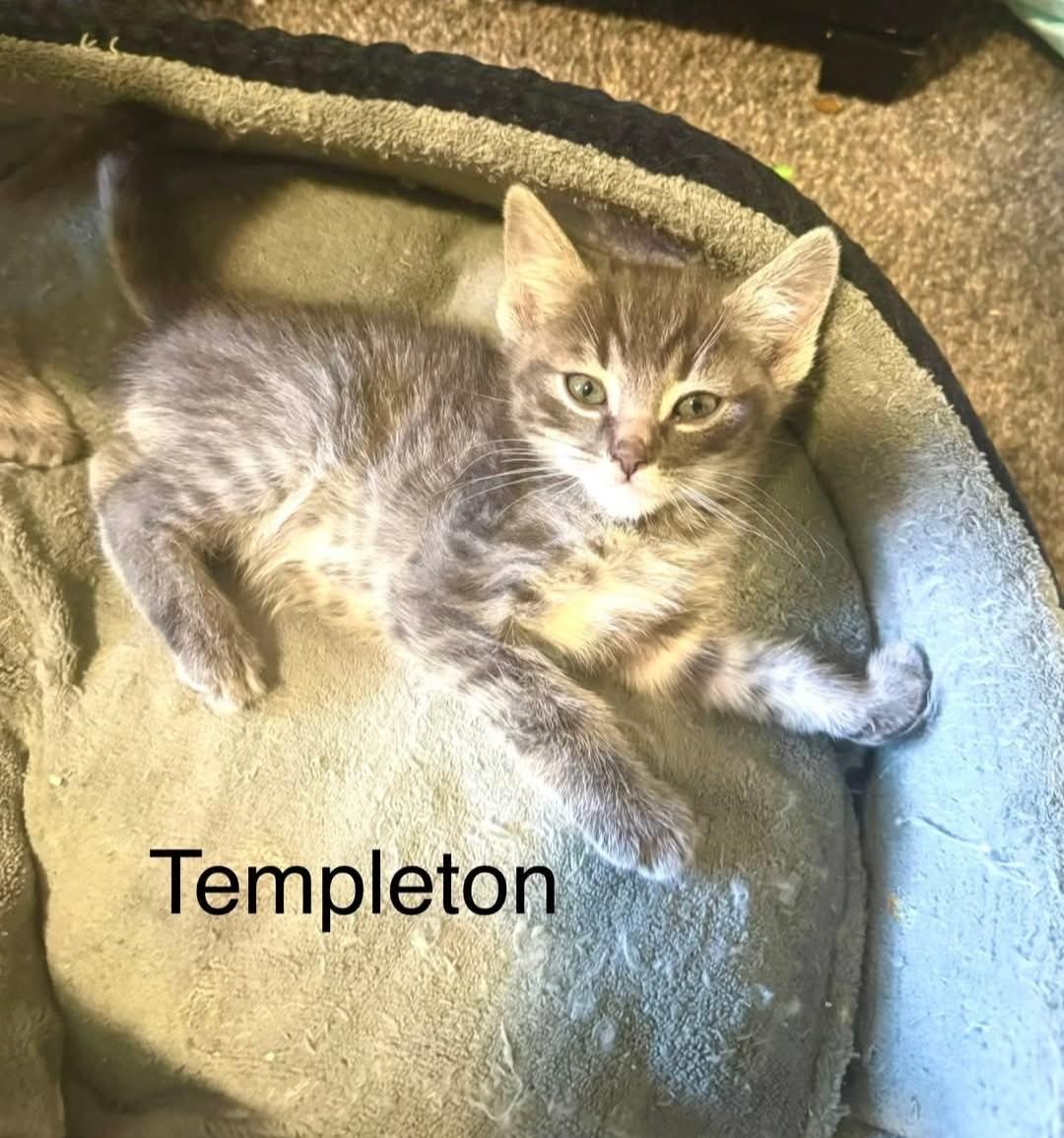 Enlarge Templeton, a ADOPTABLE Domestic Short Hair in Reno, NV image 1/1
