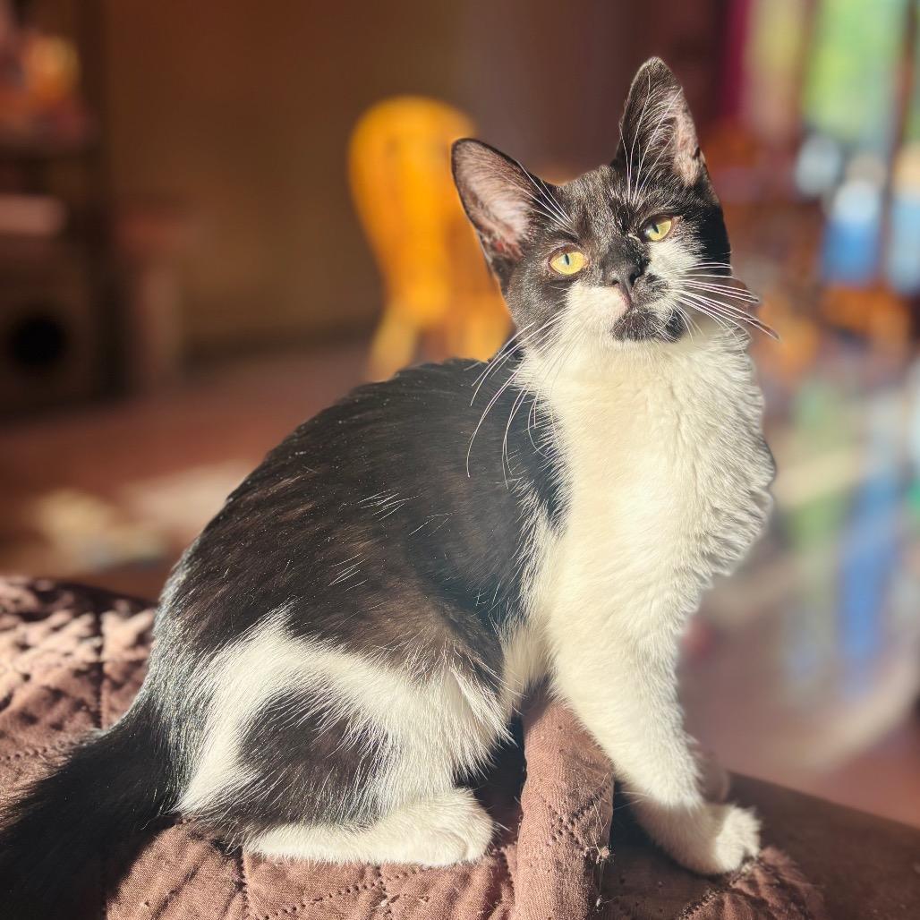 Tilly, Adoptable, Kitten Female Domestic Short Hair.