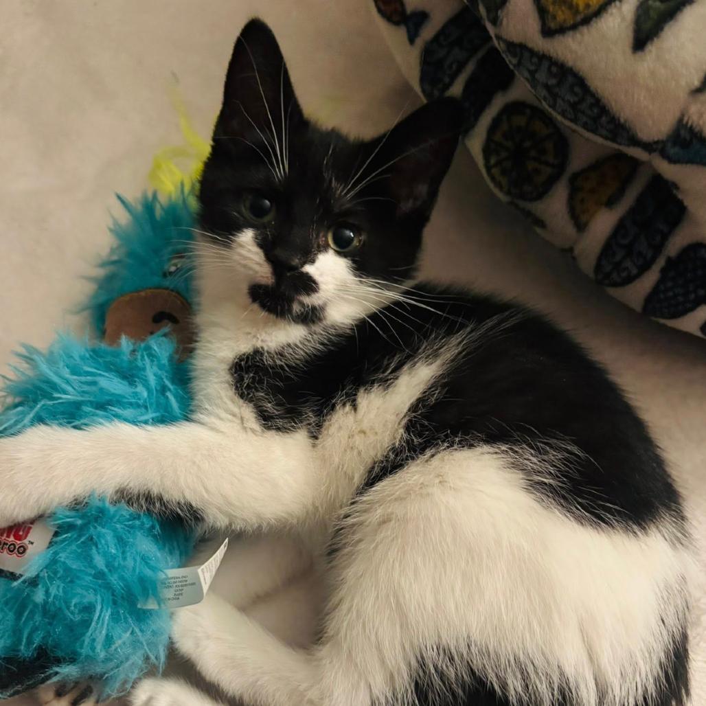 Enlarge Tilly, a Adoptable Domestic Short Hair in Woodbury, NJ image 2/4