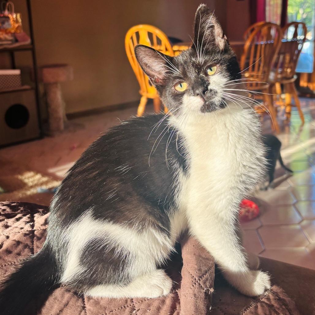 Enlarge Tilly, a Adoptable Domestic Short Hair in Woodbury, NJ image 3/4