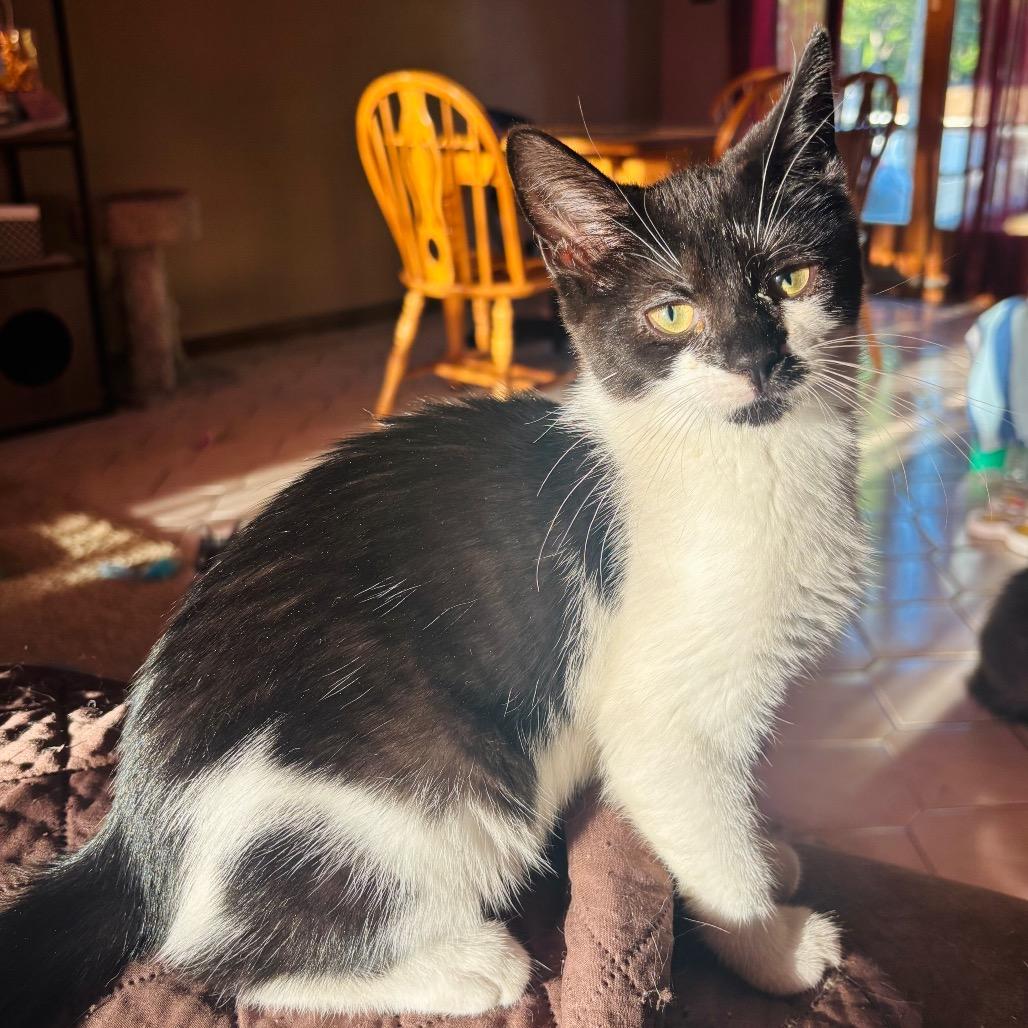 Enlarge Tilly, a Adoptable Domestic Short Hair in Woodbury, NJ image 4/4