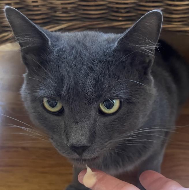 Enlarge Finn, a Adopted Domestic Short Hair in Virginia Beach, VA image 1/5