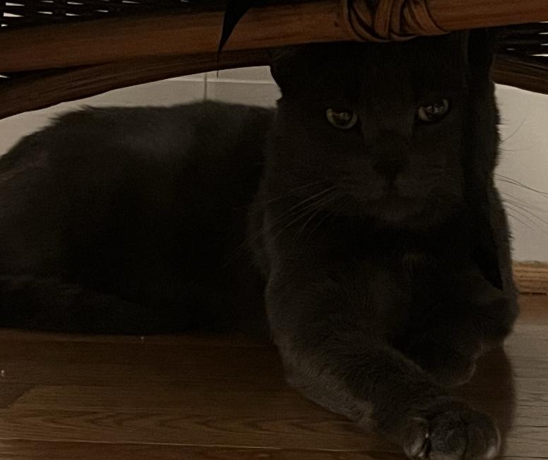 Enlarge Finn, a Adopted Domestic Short Hair in Virginia Beach, VA image 2/5