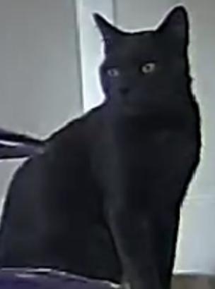 Enlarge Finn, a Adopted Domestic Short Hair in Virginia Beach, VA image 3/5