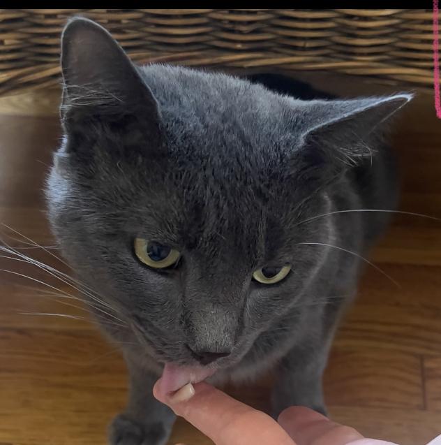 Enlarge Finn, a Adopted Domestic Short Hair in Virginia Beach, VA image 4/5