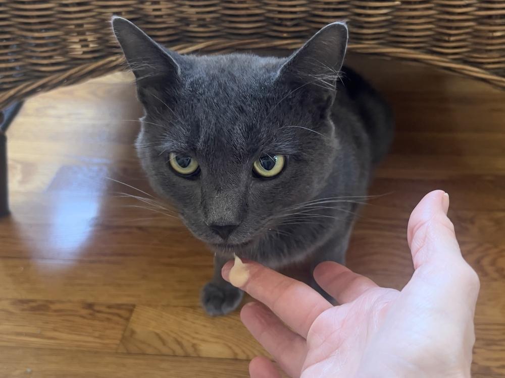 Enlarge Finn, a Adopted Domestic Short Hair in Virginia Beach, VA image 5/5