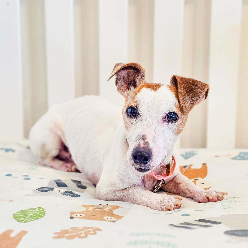 Wishbone, Adoptable, Senior Male Jack Russell Terrier.
