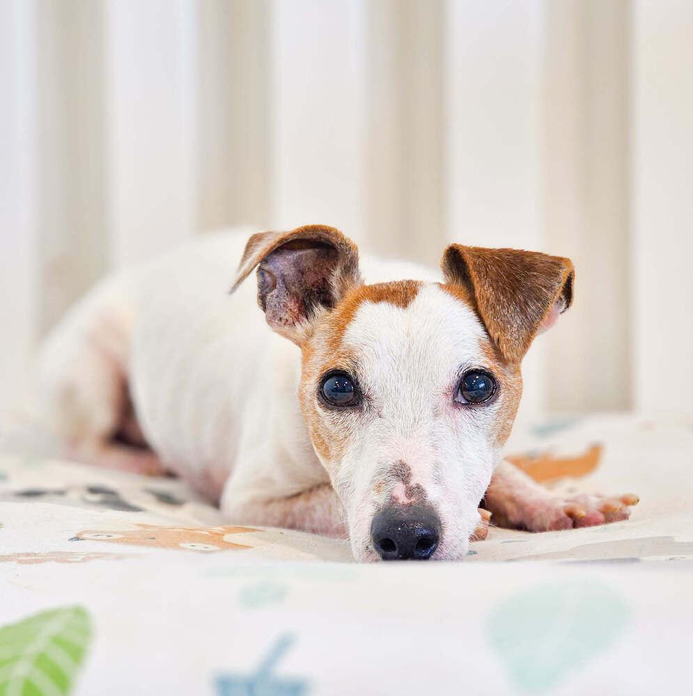 Enlarge Wishbone, a Adoptable Jack Russell Terrier in Spokane , WA image 2/2