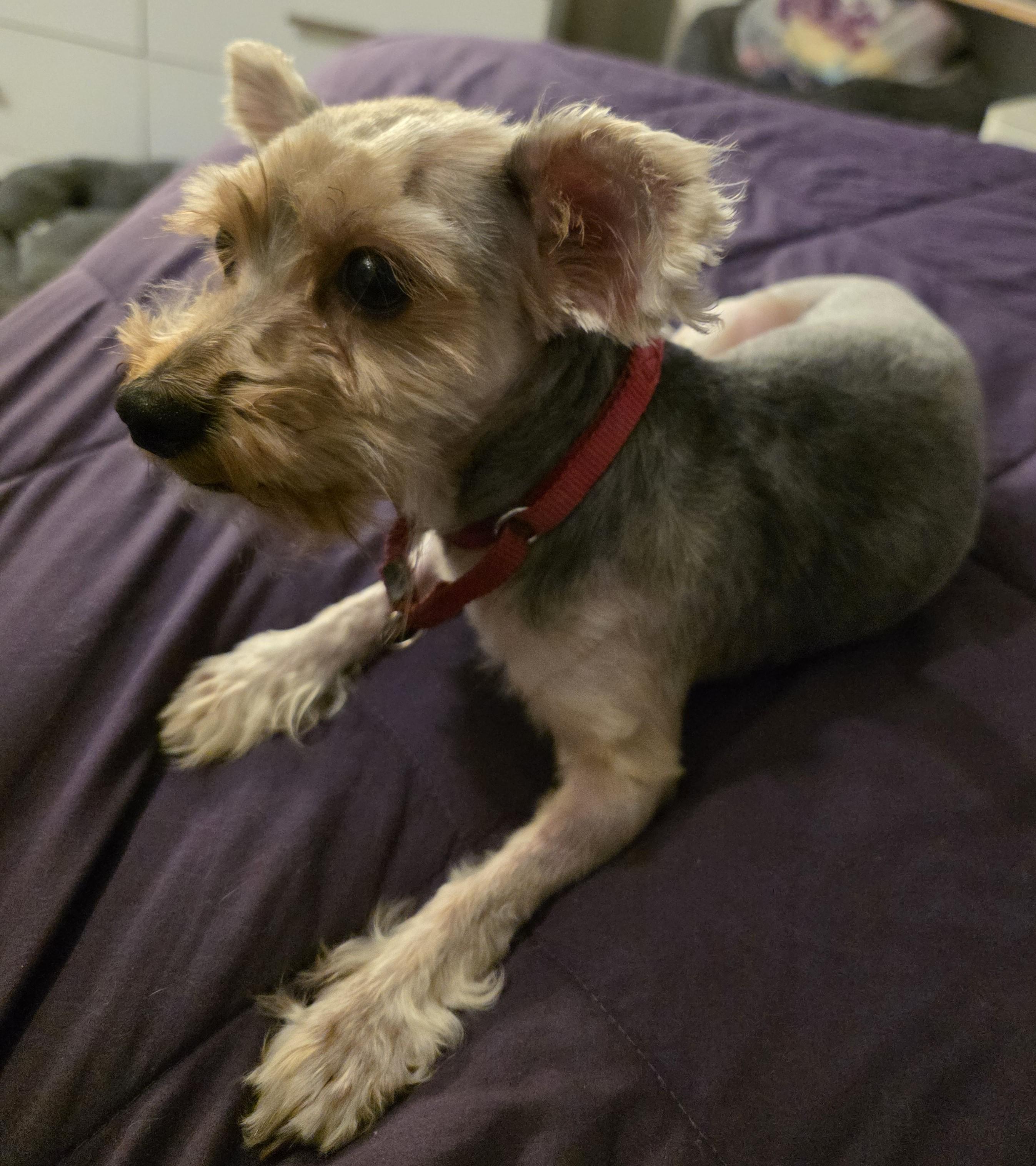 Bentley thumbnail 5