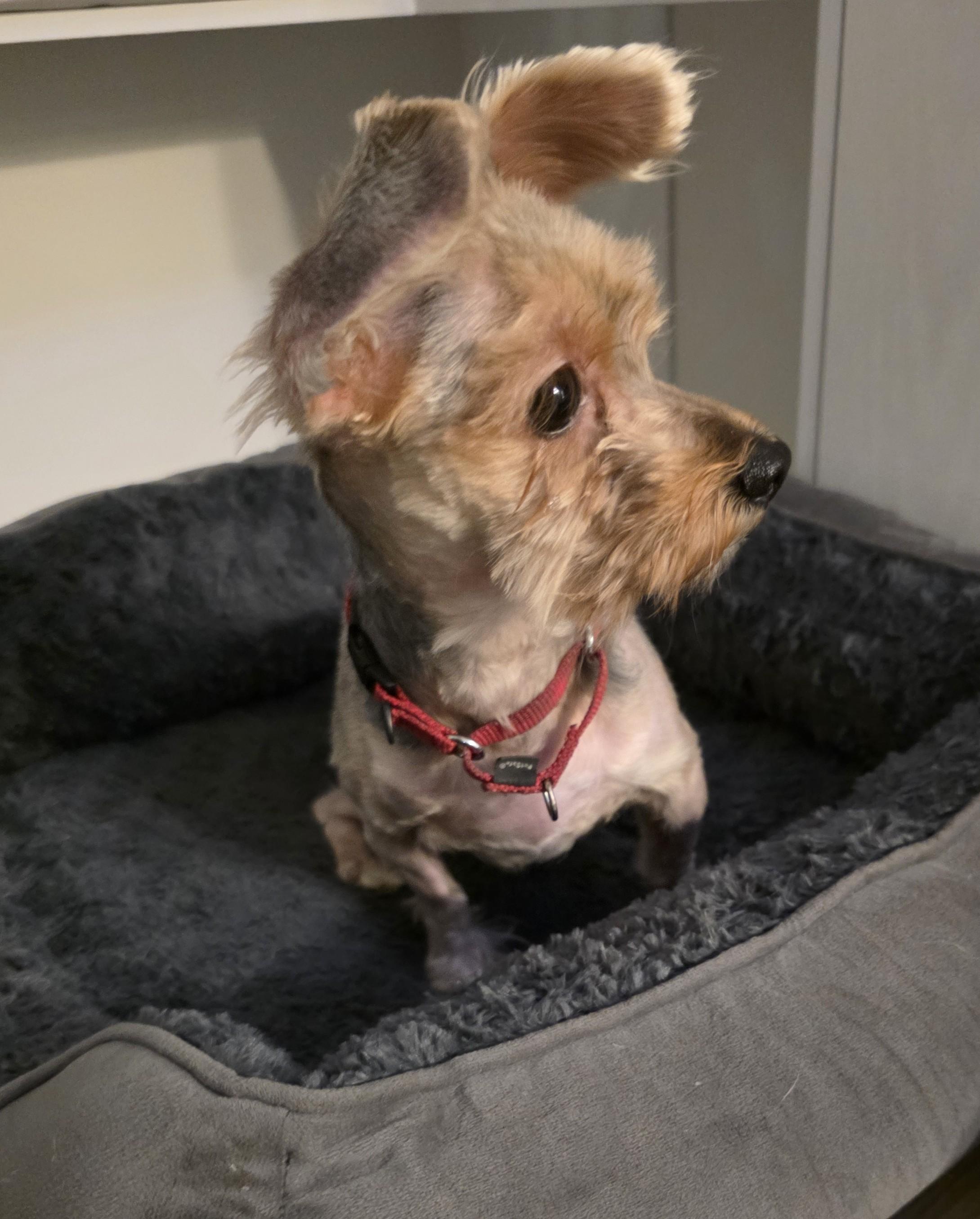 Bentley thumbnail 4