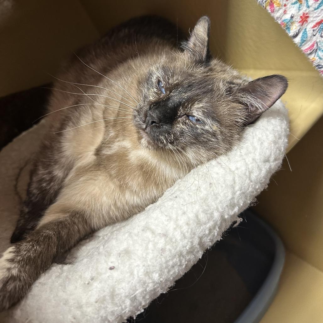 Enlarge Isabel, a Adoptable mixed breed in Spokane, WA image 1/6