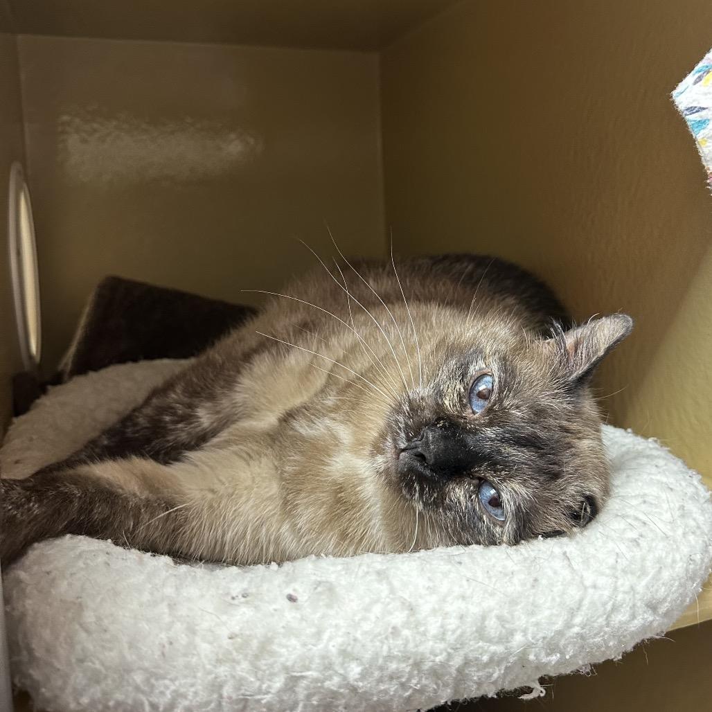 Enlarge Isabel, a Adoptable mixed breed in Spokane, WA image 2/6